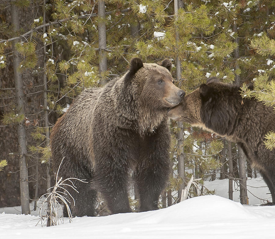 Yellowstone National Park Photograph - Love is in the Air by Amy Gerber