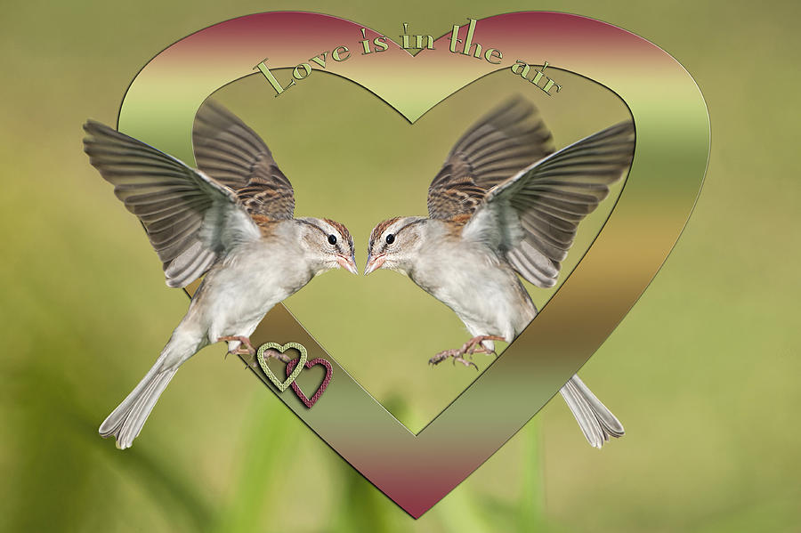Bird Photograph - Love is in the Air by Bonnie Barry