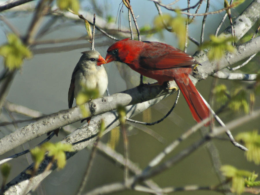 Bird Photograph - Love is in the Air by Judy  Johnson