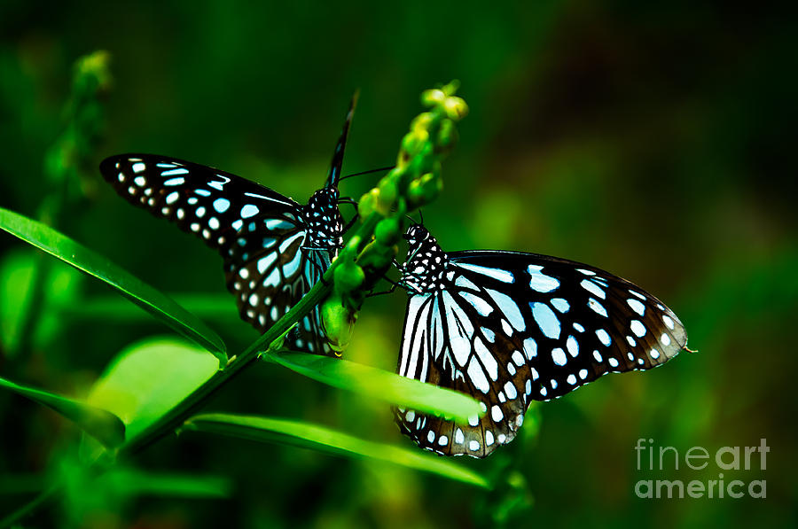 Love is like a butterfly Photograph by Venura Herath