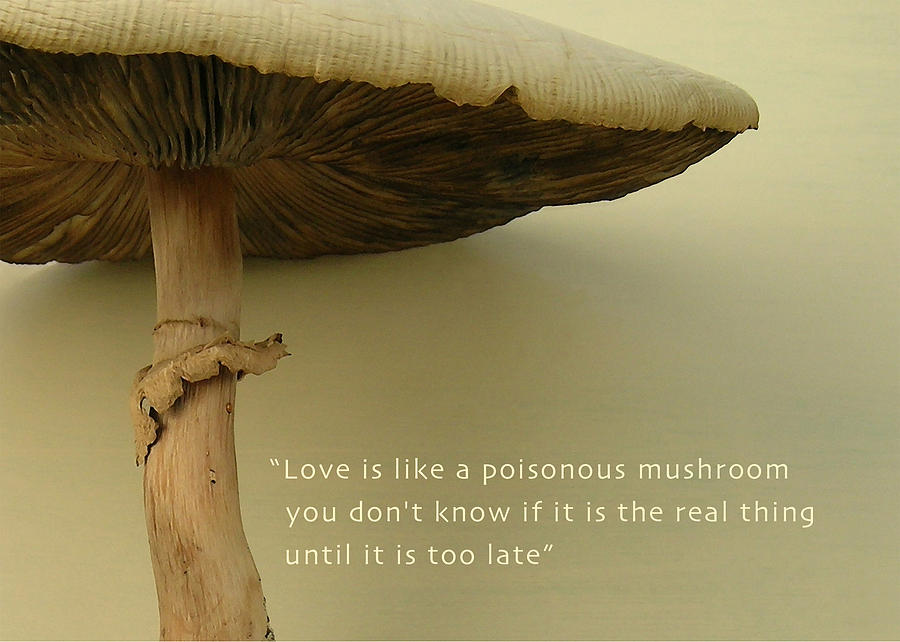 Love Is Like A Poisonous Mushroom Photograph by James Temple