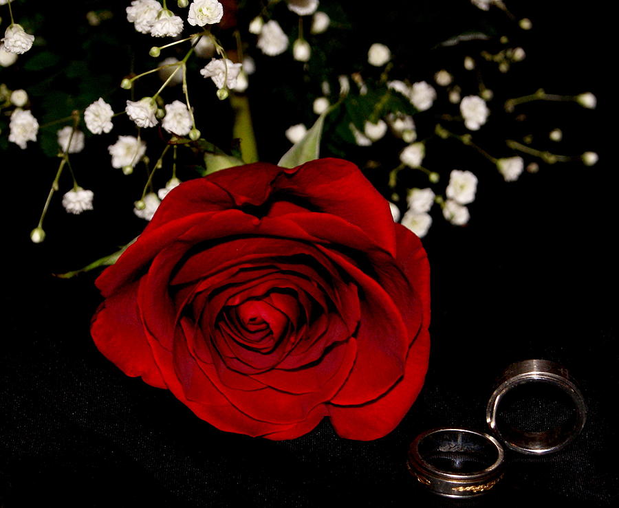 Love is like a red rose Photograph by Michelle Cawthon