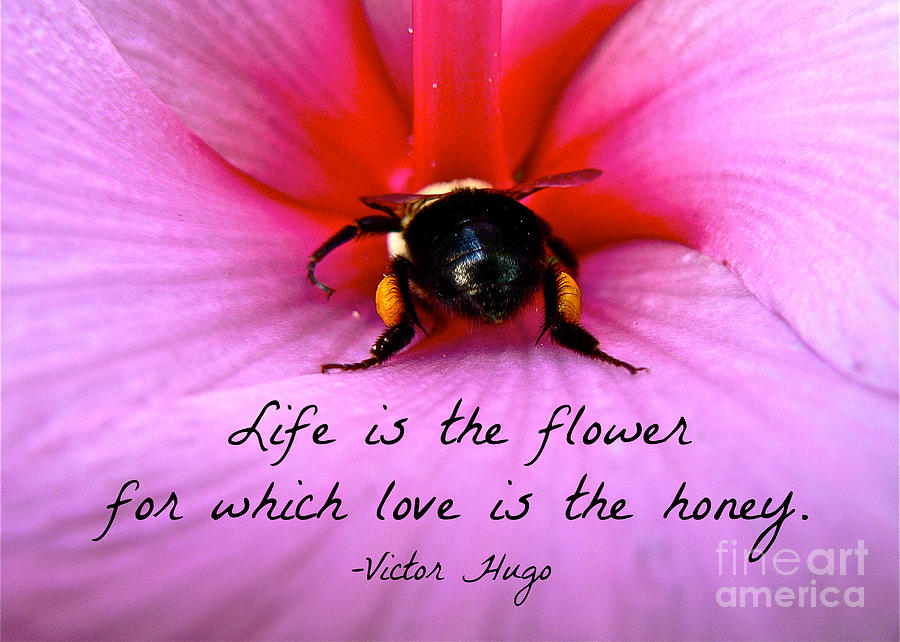 Love is the Honey of Life Photograph by Jean Wright
