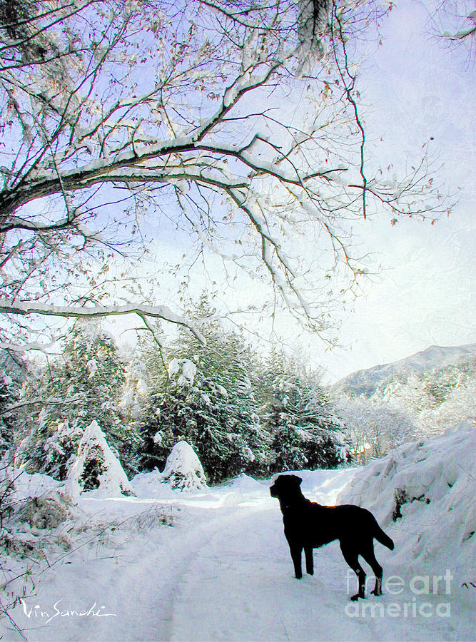 Animal Photograph - Love Lab snow 3 by Vin Kitayama