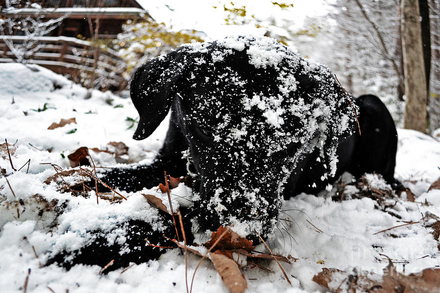 Animal Photograph - Love Lab snow 4 by Vin Kitayama
