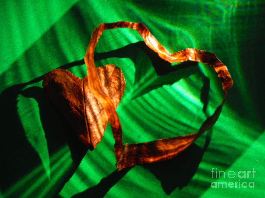 Love Leaf Heart Series 7 Photograph by Paddy Shaffer