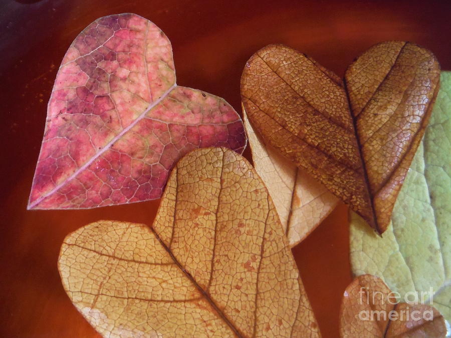 Love Leaf Hearts Series 1 Photograph by Paddy Shaffer