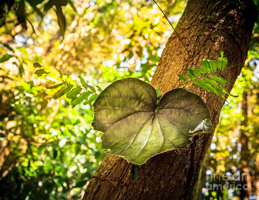 Nature Photograph - Love Leaf by Silken Photography