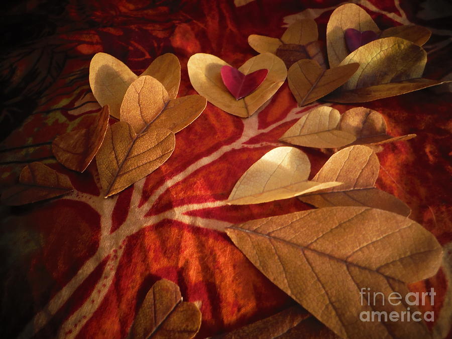 Love Leaf Series 4 Photograph by Paddy Shaffer