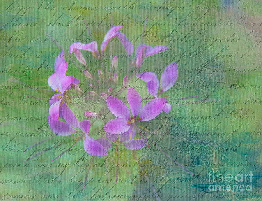 Love Letter Photograph by Judi Bagwell