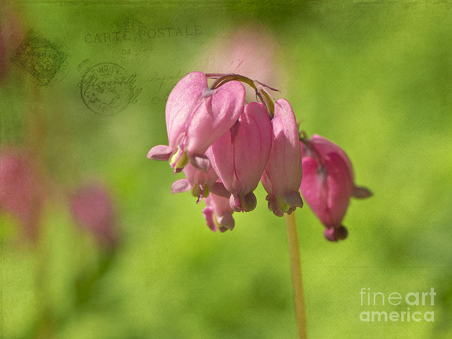 Bleeding Hearts Photograph - Love Letters 2 by Sharon Talson