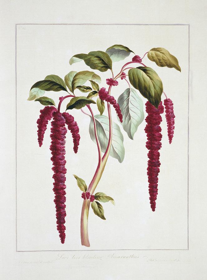 Love-lies-bleeding Amaranthus Caudatus Photograph by Natural History Museum, London/science Photo Library