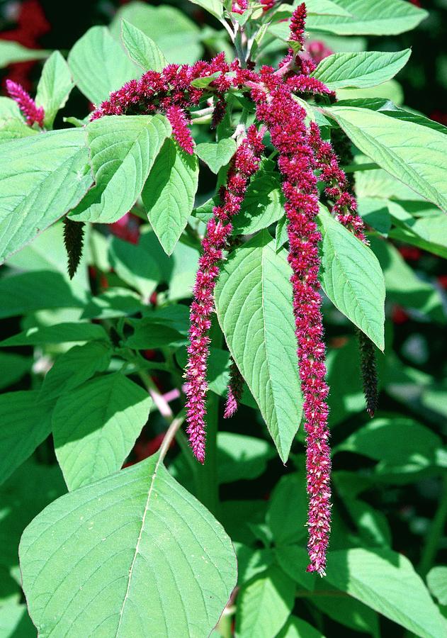 Love-lies-bleeding Photograph by Bob Gibbons/science Photo Library