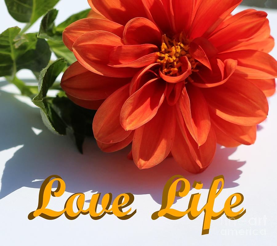 Love Life Photograph by Barbara A Griffin