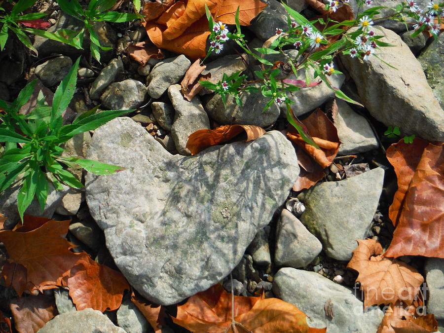 Love Limestone In Autumn Photograph by Paddy Shaffer
