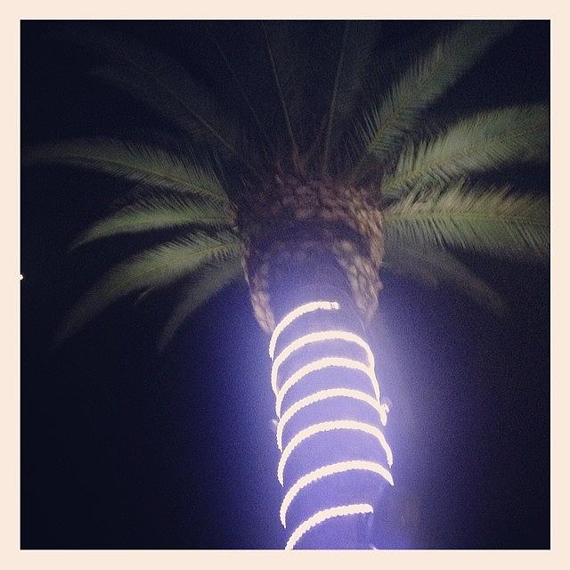 Love Me A Neon Palm Tree... 🌴 Photograph by Denise Warrender