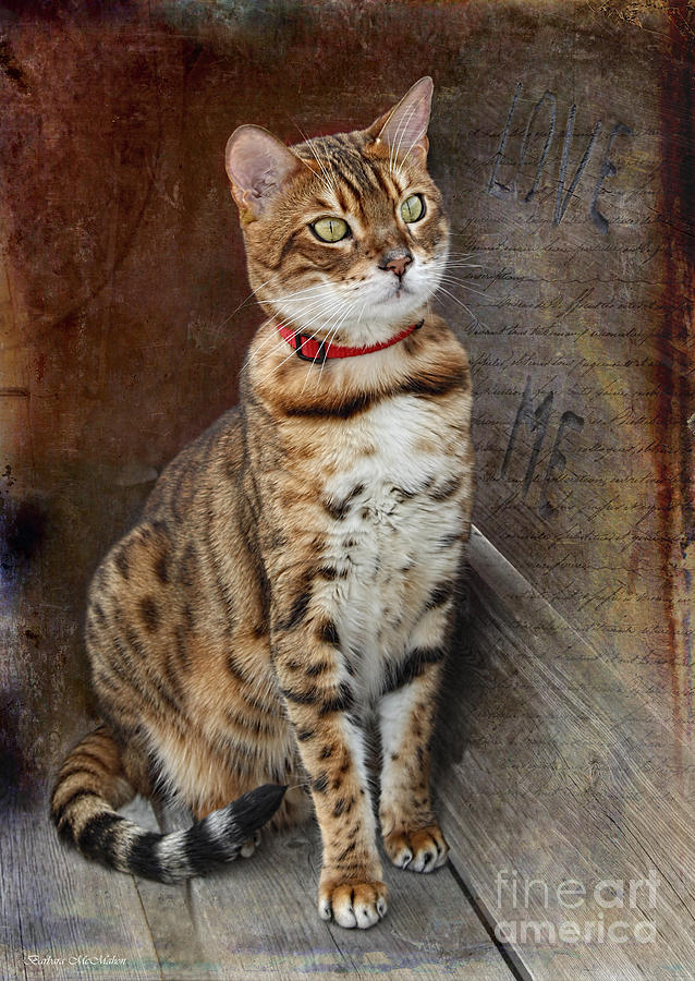 Love Me Asian Leopard Cat Photograph by Barbara McMahon