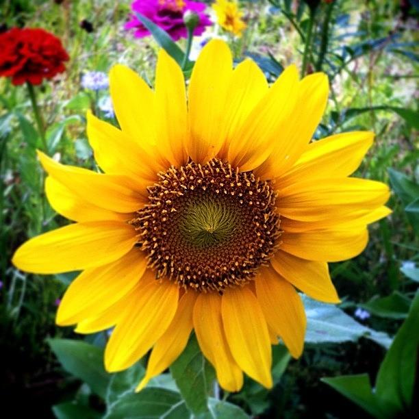 Love Me Some Sunflowers.  #pictapgo_app Photograph by Diana Daley