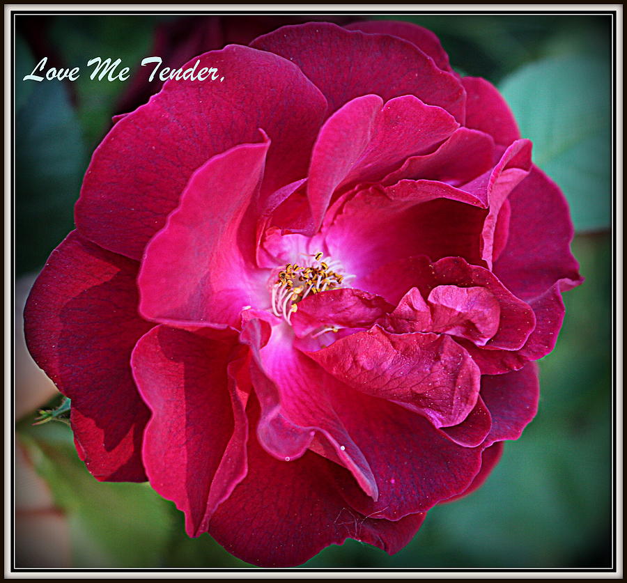 Rose Photograph - Love Me Tender - Greeting Card by Dora Sofia Caputo