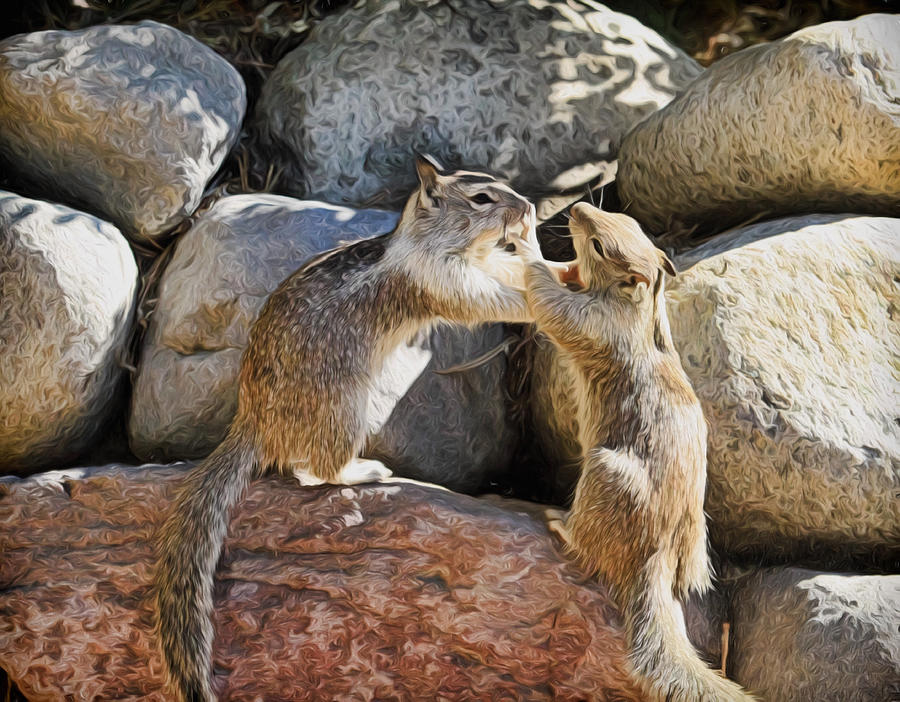 Squirrel Photograph - Love Means Never Having To Say Your Sorry by Donna Kennedy