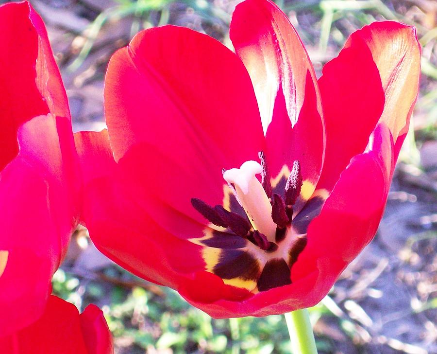 Love My Valentine Tulip Photograph by Belinda Lee