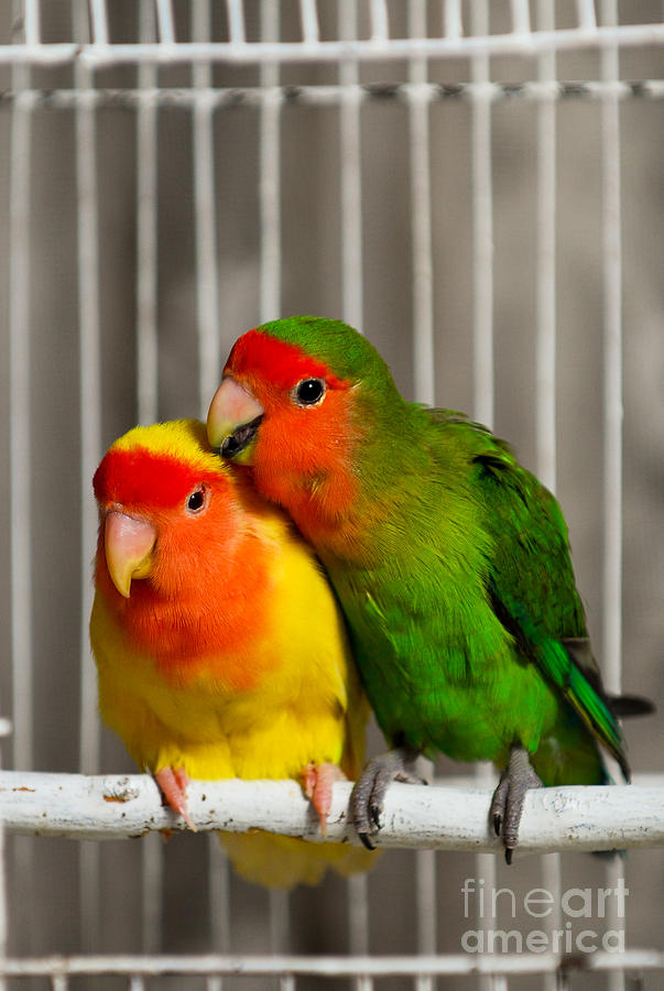 Bird Photograph - Love n Care by Syed Aqueel