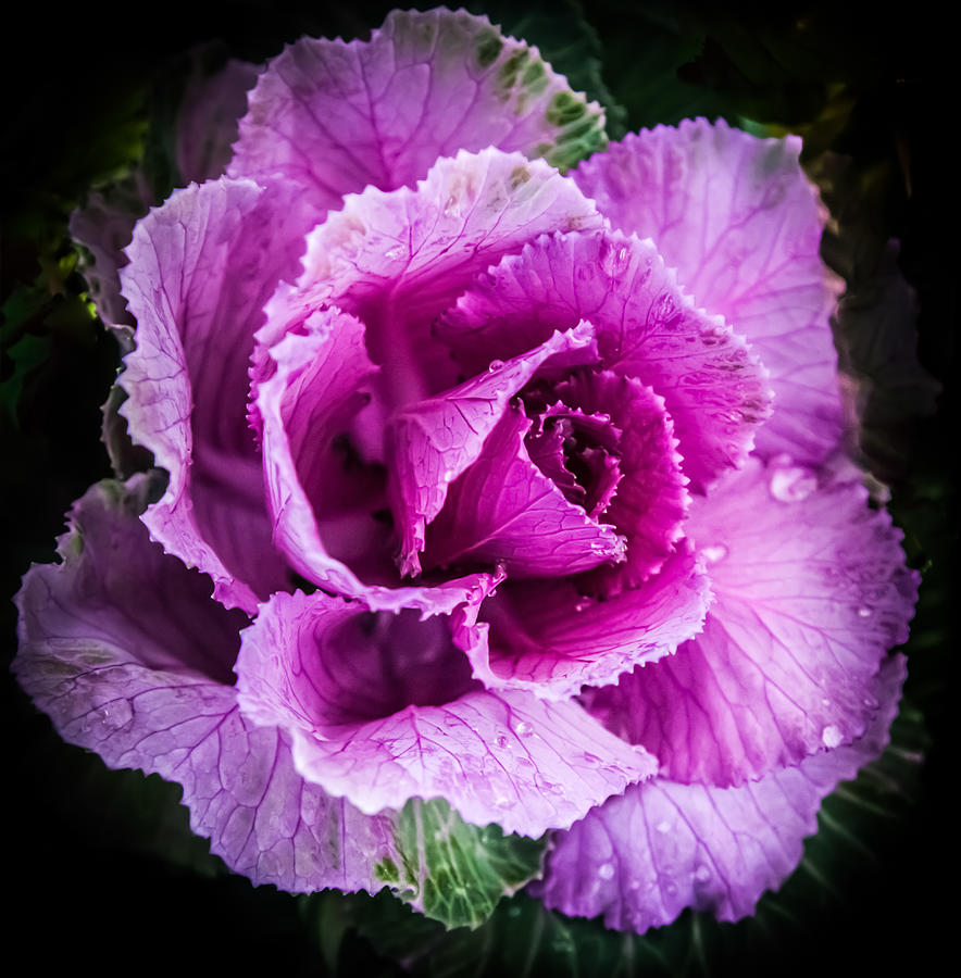 Cabbage Photograph - LOVE of LAVENDER by Karen Wiles