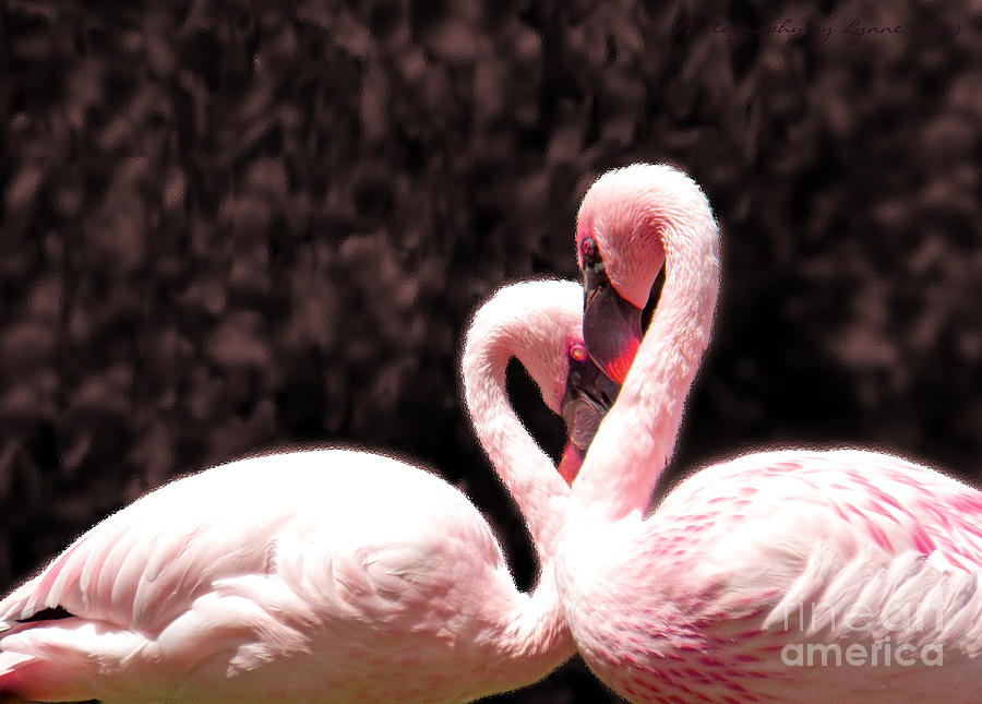 Love Of The Flamingos Photograph