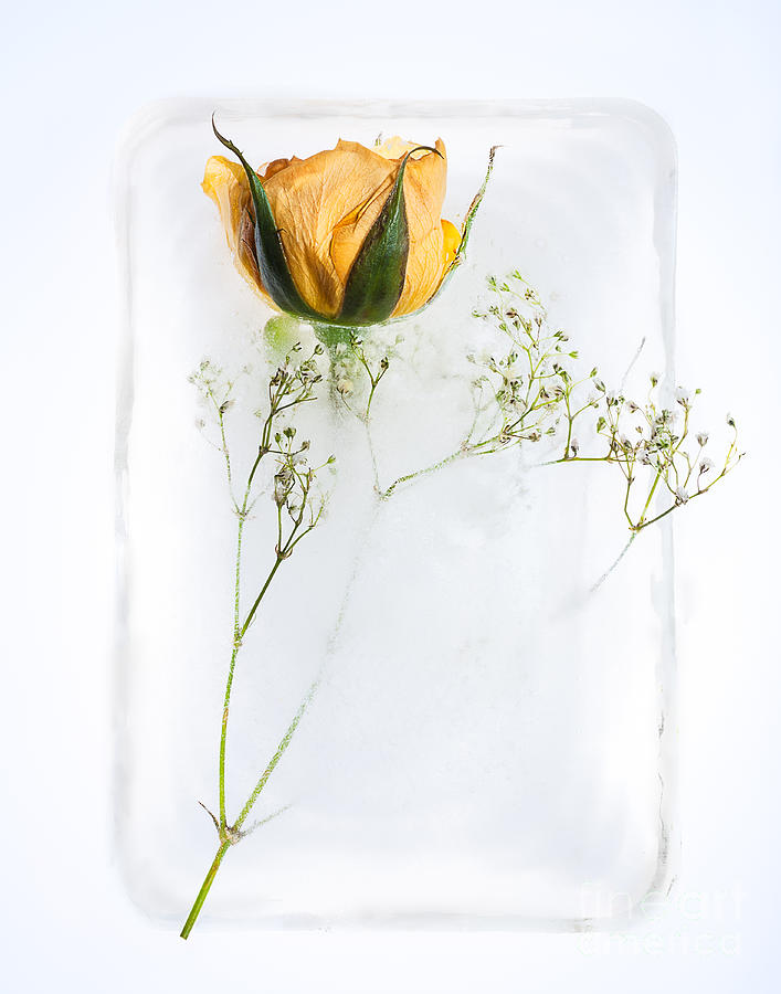 Flower Photograph - Love on ice by Zina Zinchik