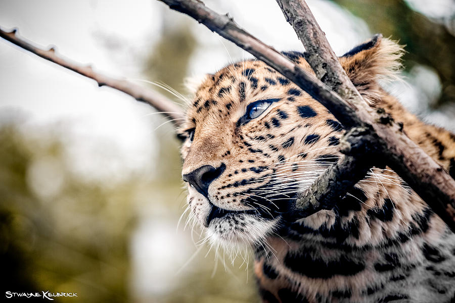 Coronavirus Photograph - Love panther IV by Stwayne Keubrick Coronavirus Photograph - Love panther IV by Stwayne Keubrick