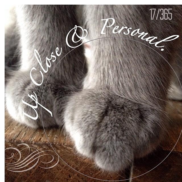 Cat Photograph - Love #pixies #paws They Are Just Too by Teresa Mucha