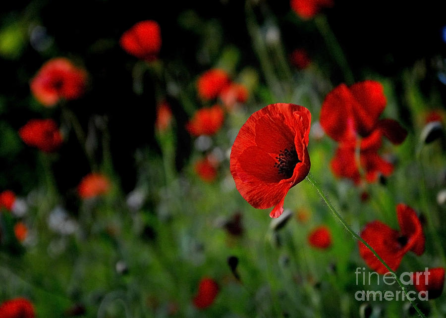 Love Red Poppies Photograph by Nava Thompson