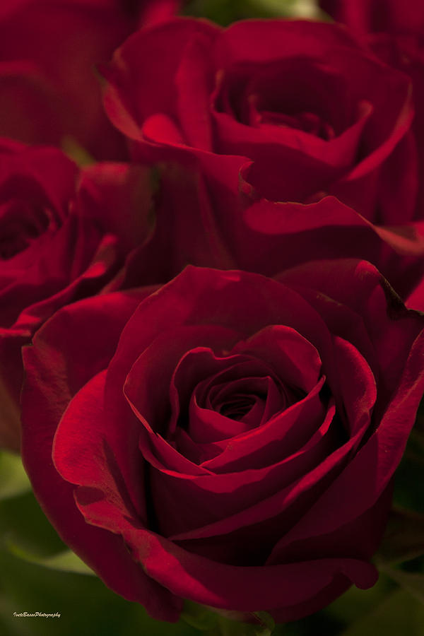 Love Red Roses Photograph by Ivete Basso Photography