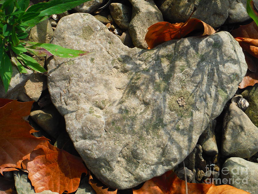 Love Rock With Fossils Photograph by Paddy Shaffer