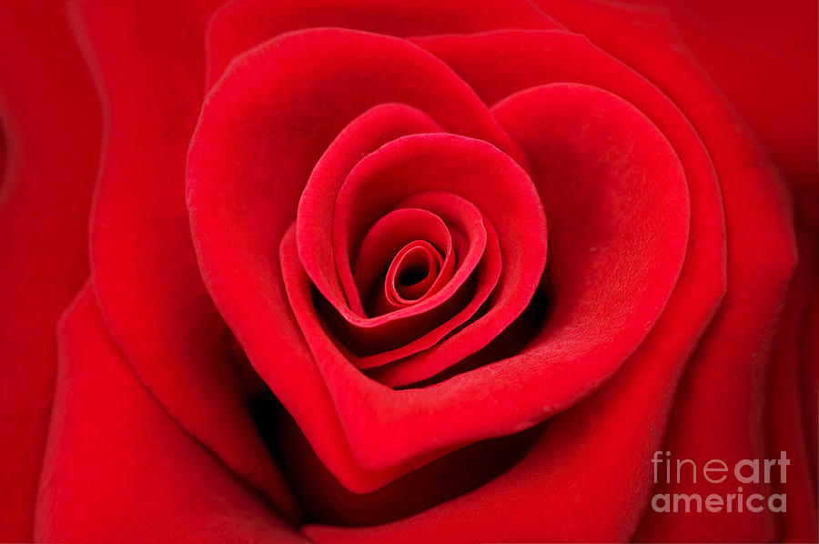 Valentine card, Love heart shape red rose Photograph by Delphimages Photo Creations