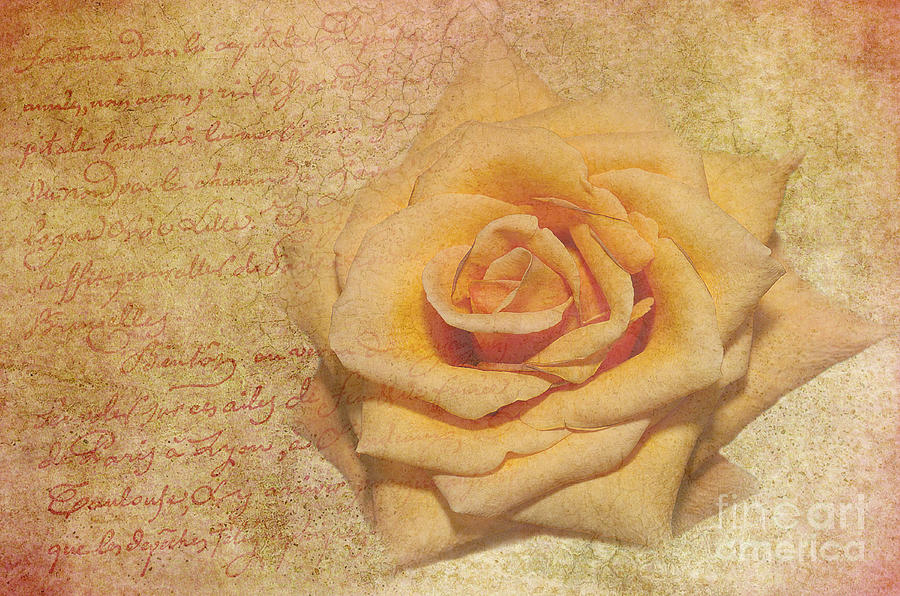 Love Rose Photograph by Jim Hatch