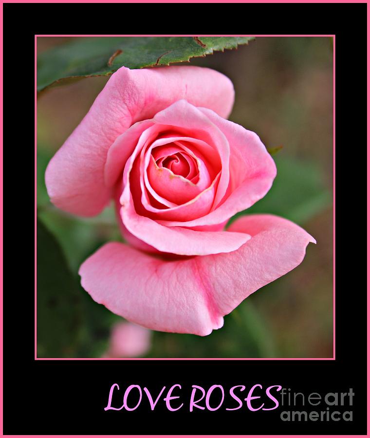 Love Roses Photograph by Clare Bevan
