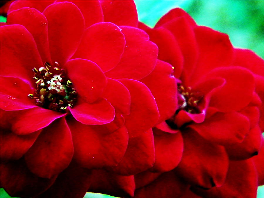 Love Roses Photograph