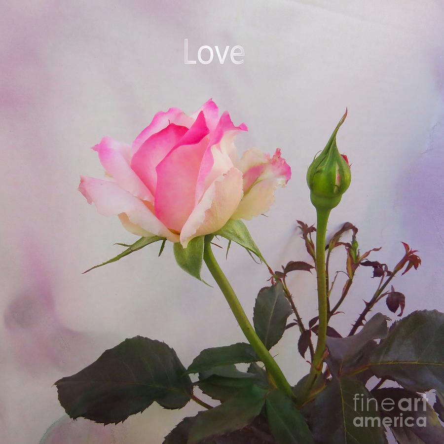 Rose Photograph - Love by Scott Cameron