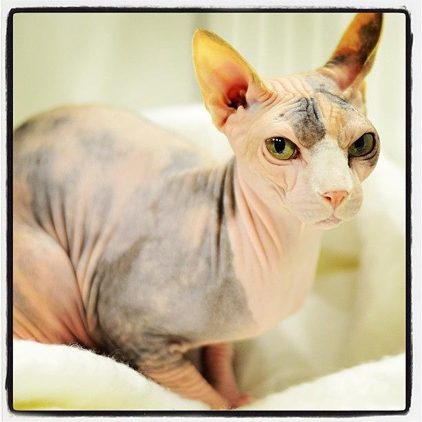 Cat Photograph - Love #sphynx #cat #cute #pet #adorable by Samantha Charity Hall