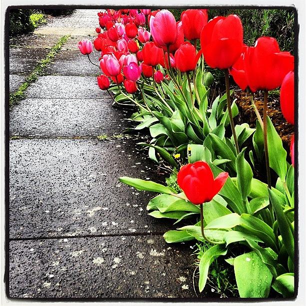 Tulip Photograph - Love Springtime Bulbs!! #tulips by Laura Korb