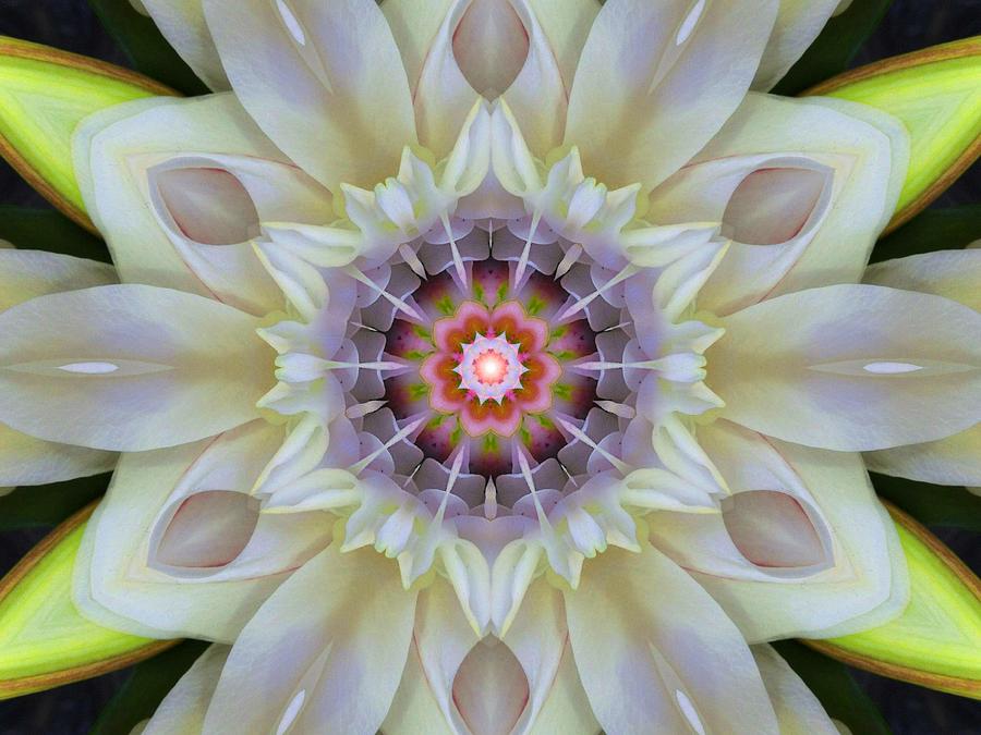 Love Star Flower Mandala Digital Art by Diane Lynn Hix
