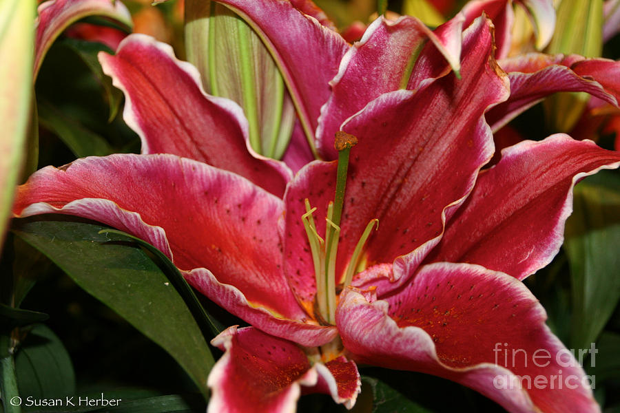 Love Story Lily Photograph By Susan Herber Fine Art America