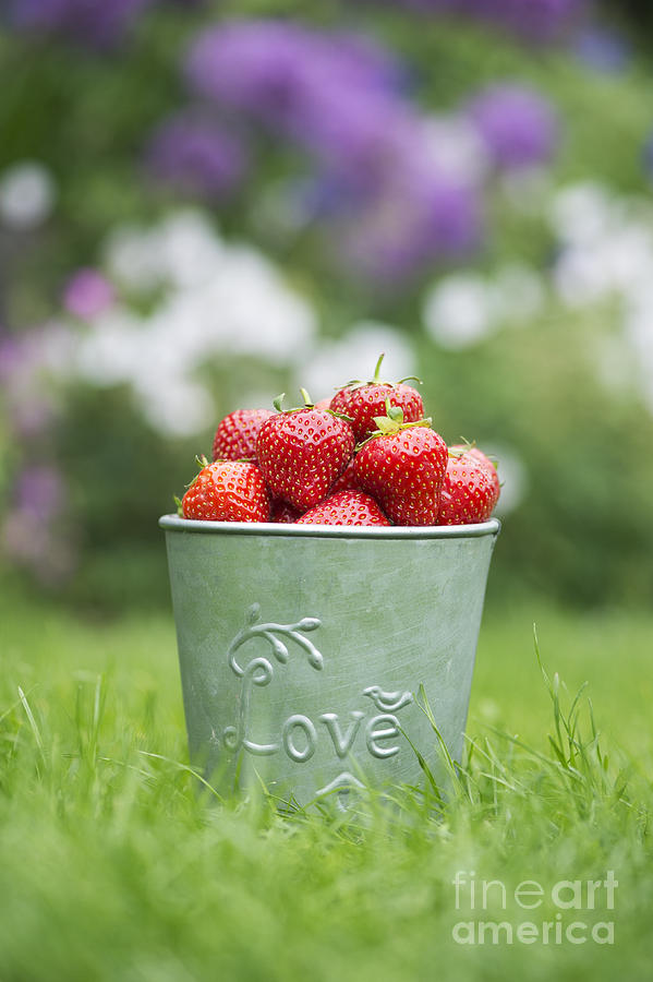 Love Strawberries Photograph by Tim Gainey