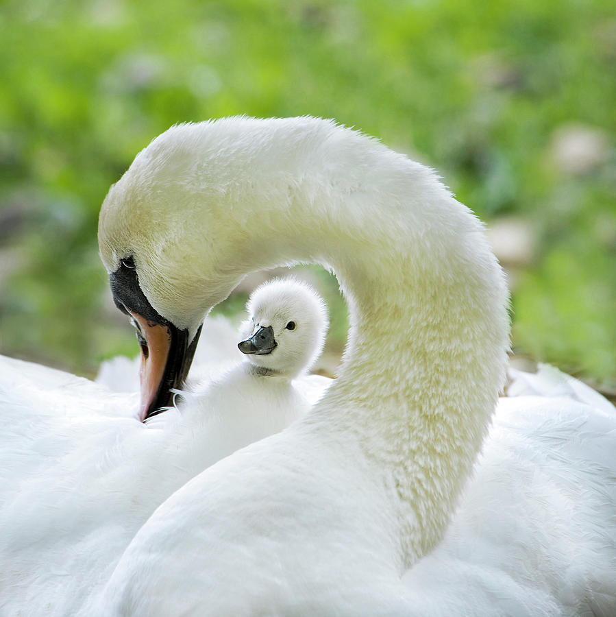 Swan Photograph - Love Surrounds by Jacky Parker