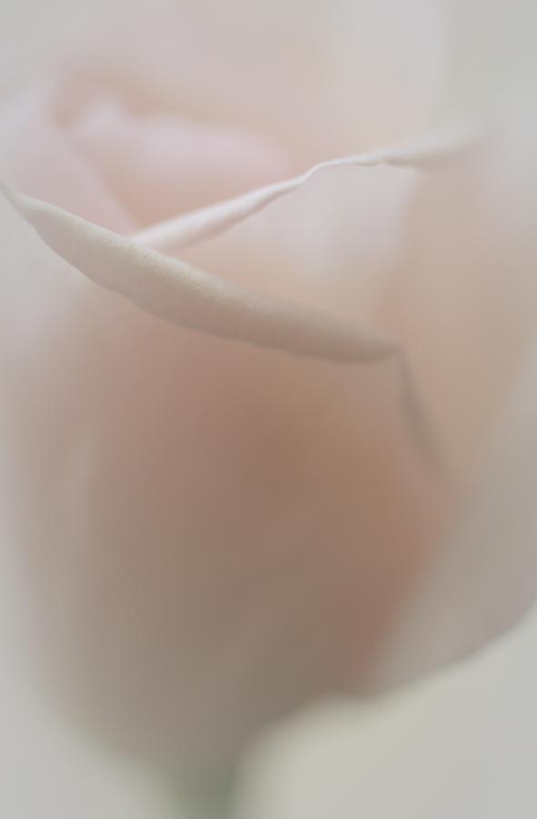 Rose Photograph - Love Tenderly by The Art Of Marilyn Ridoutt-Greene