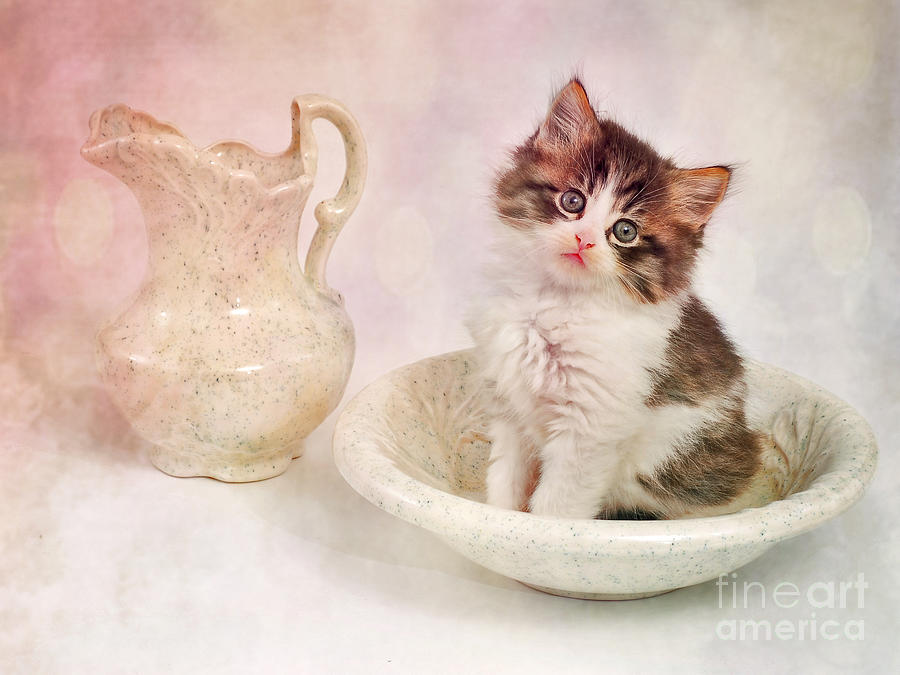 Love That Cat by Von McKnelly Love That Cat by Von McKnelly