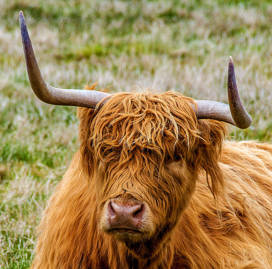 Love the Hair Style Photograph by Paul Cannon | Fine Art America