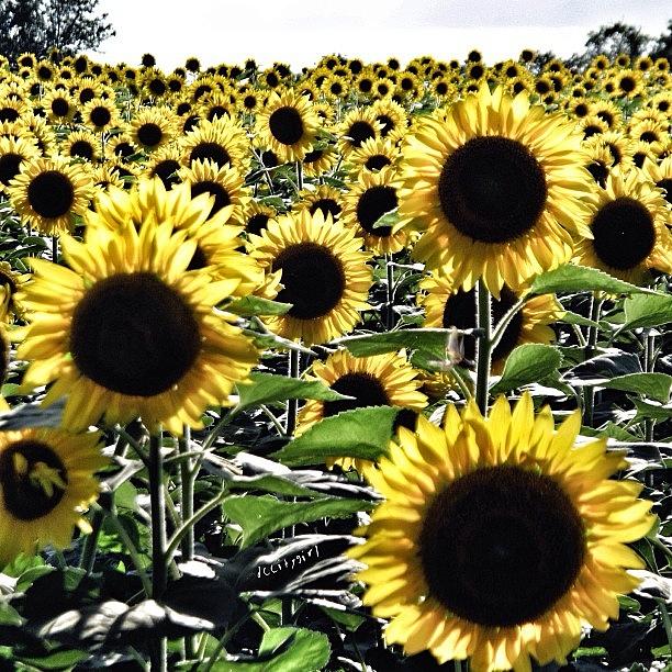 Love The Sunflowers!🌻 Photograph by Dccitygirl WDC