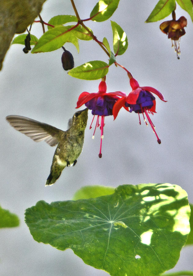 Hummingbird Photograph - Love Those Fuschias by Her Arts Desire